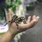 Big spider tarantula sits crawling on the man`s arm