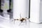 Big spider walking inside a bathroom sink, venomous animal, pest control concept