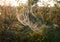 Big spider web in  the grass. Beautiful morning on the autumn field. Sunshine. Nature inspiration, travel and wanderlust concept