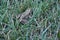 Big Spotted Toad Camouflaged in Tall Green Grass