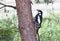 Big spotted woodpecker sits on a pine trunk