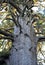 Big Spruce, the largest Spruce tree in Oregon