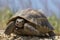 Big spur thighed turtle Testudo graeca standing in the sun on a green background