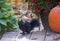 A big squirrel rests among a still life of mums and pumpkins