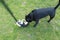 A big staffordshire Bull Terrier dog meet and sniffs a puppy Boston Terrier who turns on her back. The puppy has a harness and