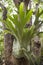 Big staghorn fern