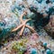 Big starfish on the ocean floor, Maldives