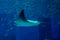 Big stingray underwater inside aquarium