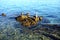 Big stone and pebbles stacked in the shallow sea water on the summer sunny day