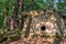 Big stone Pshada dolmen in summer Caucasus mountain forest on sunny day. Ancient megalithic tomb with large flat stone slabs and