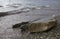 Big stones on the sea shore. Pebbles, transparent water.