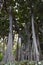 Big strangler fig in a botanical garden in Puerto de la Cruz, Tenerife, Europe