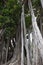 Big strangler fig in a botanical garden in Puerto de la Cruz, Tenerife, Europe