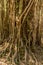 Big strangler fig tree roots - overgrown tropical plant -