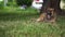 Big stray dog resting on grass. Homeless pooch near tree outdoors.