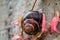 Big striped grapevine snail with a big shell in close-up and macro view shows interesting details of feelers, eyes, helix shell