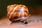 Big striped grapevine snail with a big shell in close-up and macro view shows interesting details of feelers, eyes, helix shell