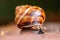 Big striped grapevine snail with a big shell in close-up and macro view shows interesting details of feelers, eyes, helix shell