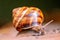 Big striped grapevine snail with a big shell in close-up and macro view shows interesting details of feelers, eyes, helix shell