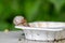 Big striped grapevine snail with a big shell on a white dish shows interesting details of feelers eyes helix shell and skin