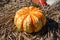 Big striped pumpkin on the hay