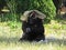 Big Strong Black Monkey Ape Gorilla Protecting and Covering with Bag from Sun