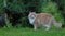 A big and strong norwegian forest cat male