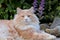 Big and strong norwegian forest cat male resting in garden