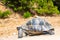 Big and strong turtle on the sandy ground