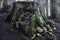 The big stump covered with the many mushrooms and moss