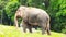 Big Sumatran Elephant eating green grass in full day, Jakarta, Indonesia - 2022