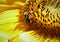 Big sunflower and the bee close details background