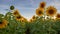 A big sunflowers plantation and sky