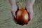 Big sweet onion in woman`s hands, fabric background