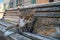 Big tabby cat sitting on sunny bench in Santarcangelo Italy Europe