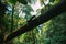 Big tall tree in forest falling or broken down with large green tree on the background.