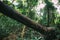 Big tall tree in forest falling or broken down with large green tree on the background.