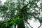 Big tall tree in forest or large root green tree on the background. in dark tone.