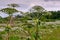 Big tall, very harmful, fast-growing weed - hogweed. The field is completely overgrown with a plant with tall stems about 3-4