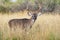 Big tall whitetail buck