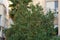 Big tangerine tree between dwelling buildings on Haifa street