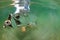 Big Tarpon Under Water Release - Fly Fishing