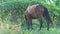 Big tethered brown domestic horse eats grass in tropical garden shadow