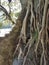 Big thick Indian tree roots, cloudy, hot, last season 3