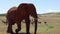 Big thick skinned animal walking in African wildlife. Elephant with hole in its big ear, old wound. Safari park, South