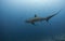 Big thresher shark