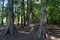 Big thuja trees in a forest