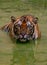 Big tiger hunts, Thailand