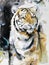 Big tiger looks menacingly - watercolor drawing