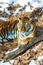 Big tiger in the snow, the beautiful, wild, striped cat, in open Woods, looking directly at us.